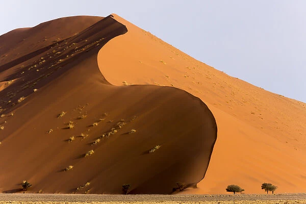 Africa, Namibia, Namib-Naukluft Park. Giant sand dune and trees
