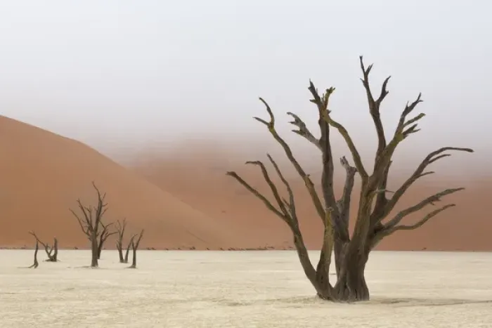 Framed Print : Africa, Namibia, Namib-Naukluft Park, Deadvlei. Dead camelthorn trees in fog. Credit as Framed Print : Africa, Namibia, Namib-Naukluft Park, Deadvlei. Dead camelthorn trees in fog. Credit as