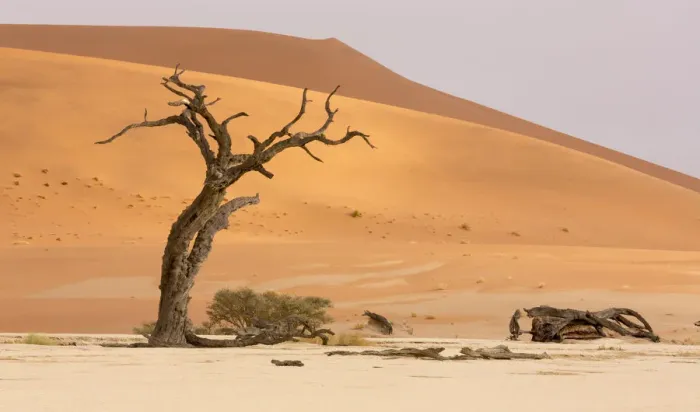 Framed Print : Africa, Namibia, Namib-Naukluft Park, Deadvlei. Dead tree and sand dunes. Credit as Framed Print : Africa, Namibia, Namib-Naukluft Park, Deadvlei. Dead tree and sand dunes. Credit as