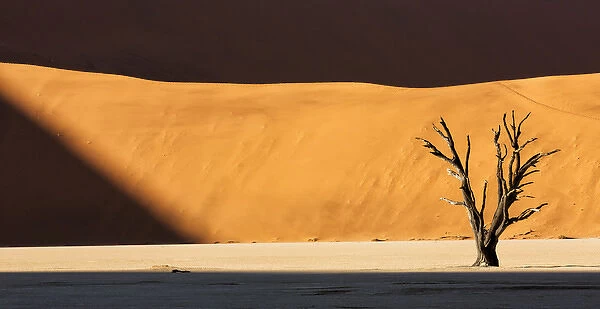 Africa, Namibia, Namib-Naukluft Park, Dead Vlei. A dead tree illuminated by a shaft of sunlight