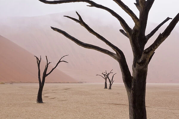 Africa, Namibia, Namib-Naukluft Park, Deadvlei. Unusual rainy weather conditions in early morning