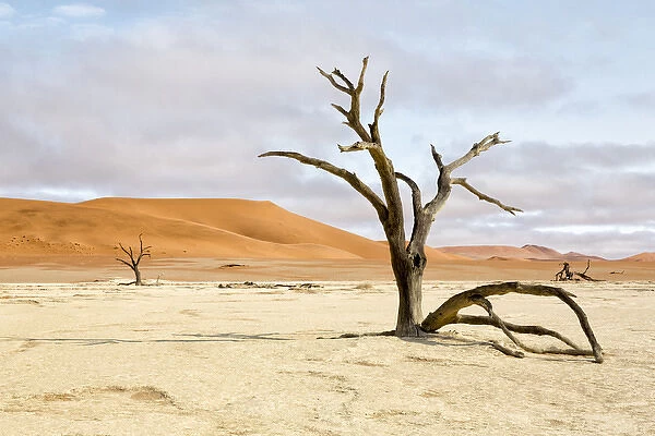 Africa, Namibia, Namib-Naukluft Park, Deadvlei. Dead tree and sand dunes. Credit as