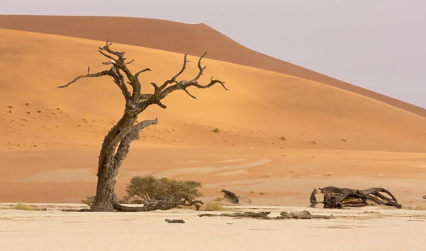 Africa, Namibia, Namib-Naukluft Park, Deadvlei. Dead tree and sand dunes. Credit as