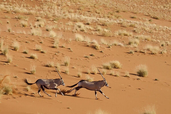 Africa, Namibia, Namib-Naukluft Park, Sossusvlei. Aerial view of frightened running oryx pair