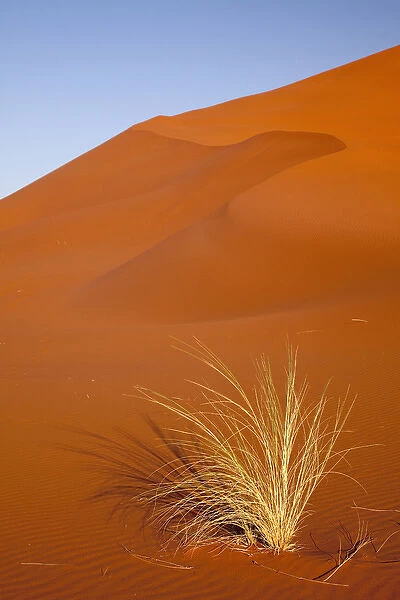Africa, Namibia, Namib-Naukluft Park, Sossusvlei. Close-up of Bushmans grass