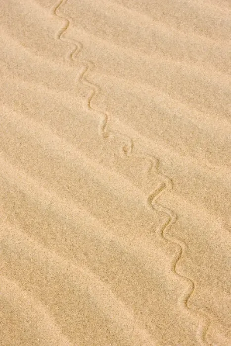 Framed Print : Africa, Namibia, Northwestern Namibia, Kaokoveld. Reptile pattern on a sand dune Framed Print : Africa, Namibia, Northwestern Namibia, Kaokoveld. Reptile pattern on a sand dune