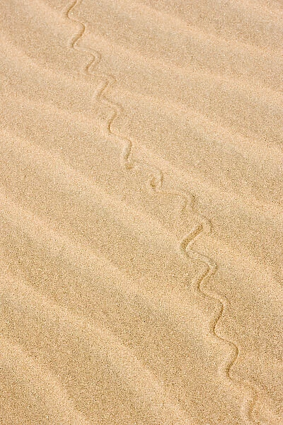 Africa, Namibia, Northwestern Namibia, Kaokoveld. Reptile pattern on a sand dune