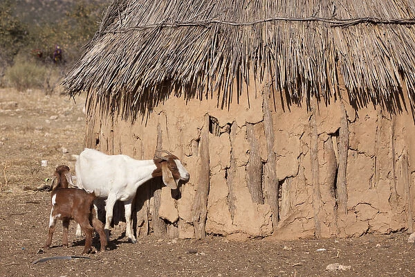 Africa, Namibia, Opuwo. A pair of goats and a traditional Himba mud hut. Credit as
