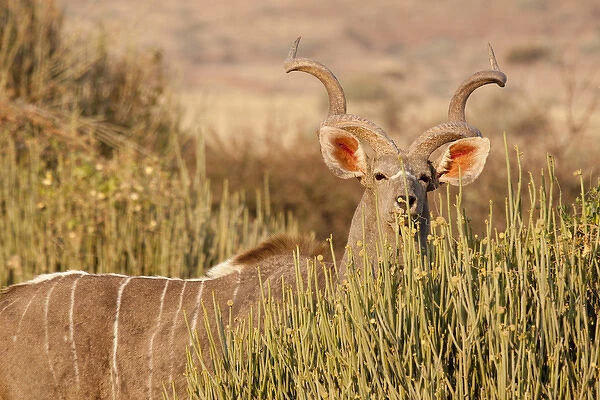 Africa, Namibia, Palmwag Conservancy. A greater kudu male looks over euphorbia plants