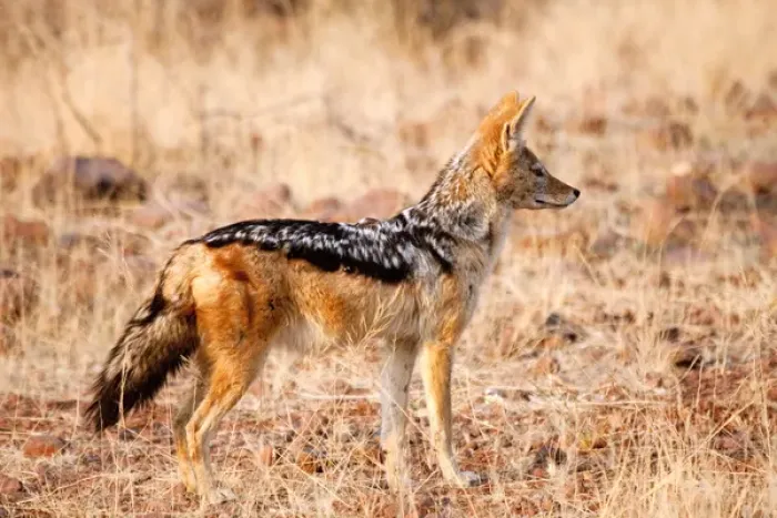 Framed Print : Africa, Namibia, Palmwag Conservancy. Profile of black-backed jackal Framed Print : Africa, Namibia, Palmwag Conservancy. Profile of black-backed jackal