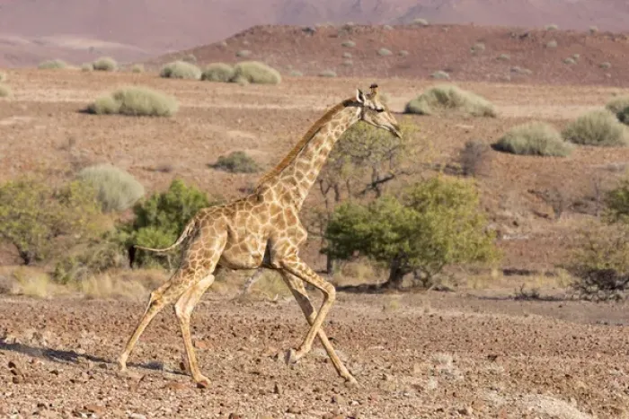 Framed Print : Africa, Namibia, Palmwag. Running giraffe