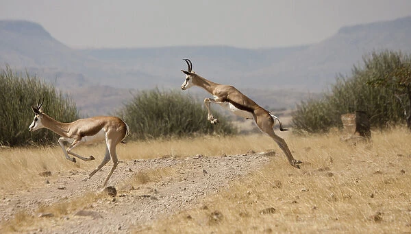 Africa, Namibia, Palmwag. Running springboks with one in mid-jump