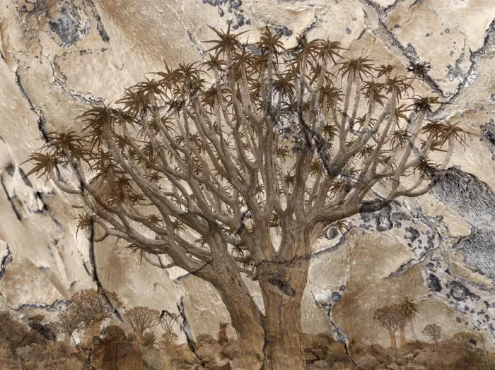 Framed Print : Africa, Namibia. Quiver tree and bark photo montage