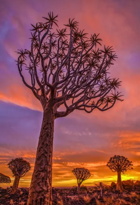 Framed Print : Africa, Namibia. Quiver trees at sunset Framed Print : Africa, Namibia. Quiver trees at sunset