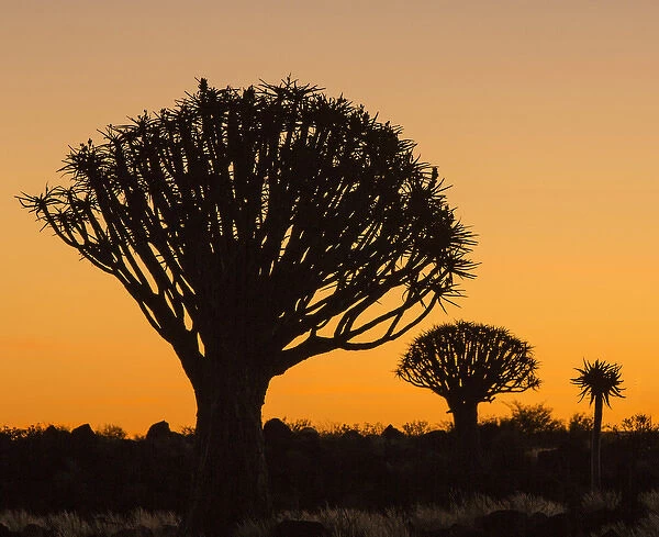 Africa, Namibia. Quiver trees at twilight