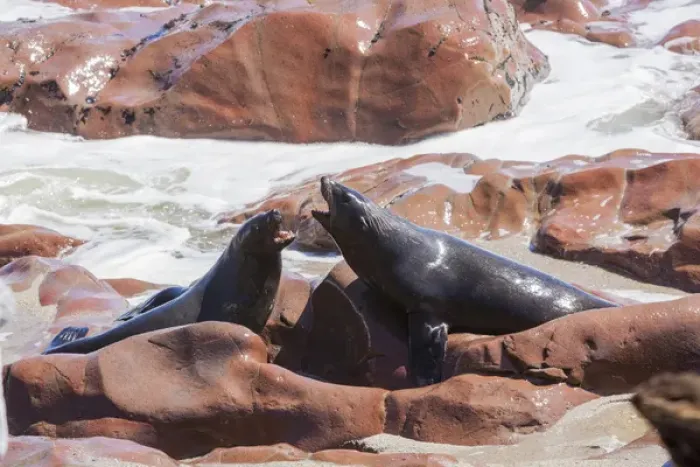 Framed Print : Africa, Namibia, Skeleton Coast Park, Cape Cross Seal Reserve. Two cape fur seals in dispute Framed Print : Africa, Namibia, Skeleton Coast Park, Cape Cross Seal Reserve. Two cape fur seals in dispute