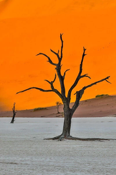 Africa, Namibia, Sossusvlei. Dead Acacia Trees in the White Clay Pan at Deadvlei