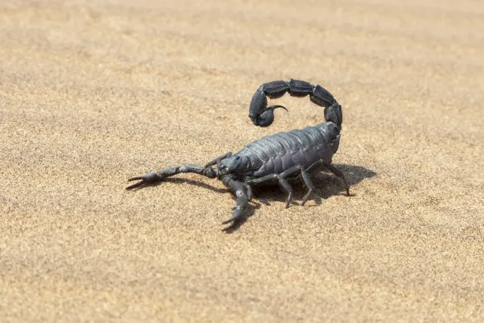 Framed Print : Africa, Namibia, Swakopmund, Black scorpion, Parabuthus sp