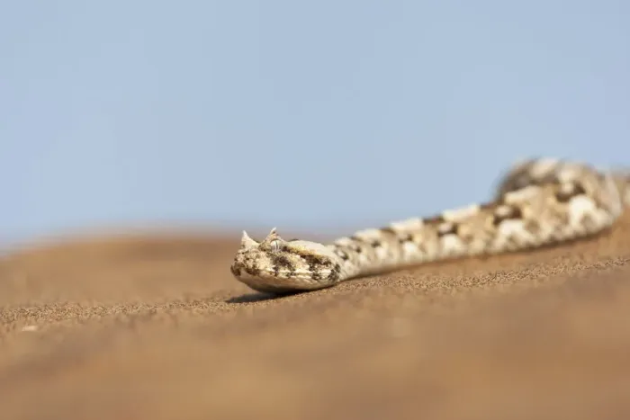 Framed Print : Africa, Namibia, Swakopmund, Horned Adder, Bitis candalis