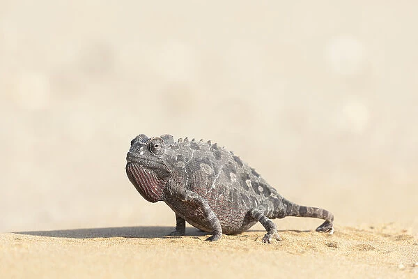 Africa, Namibia, Swakopmund, Namaqua Chameleon, Chamaeleo namaquensis