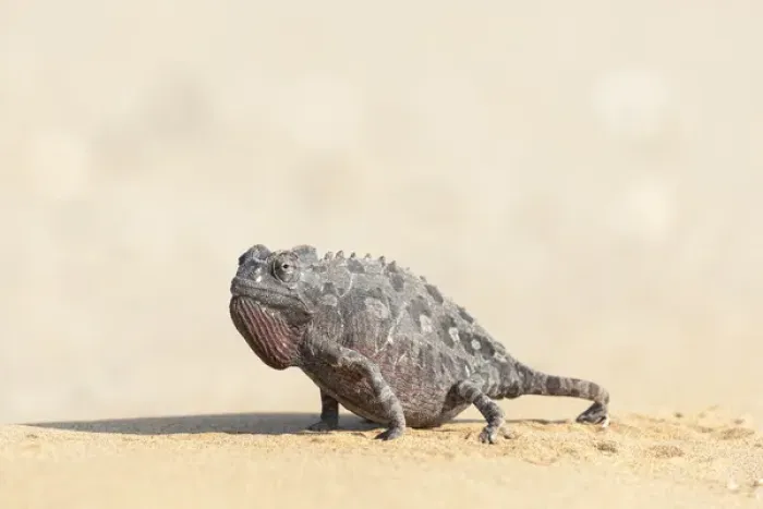 Framed Print : Africa, Namibia, Swakopmund, Namaqua Chameleon, Chamaeleo namaquensis