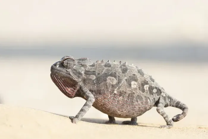 Framed Print : Africa, Namibia, Swakopmund, Namaqua Chameleon, Chamaeleo namaquensis