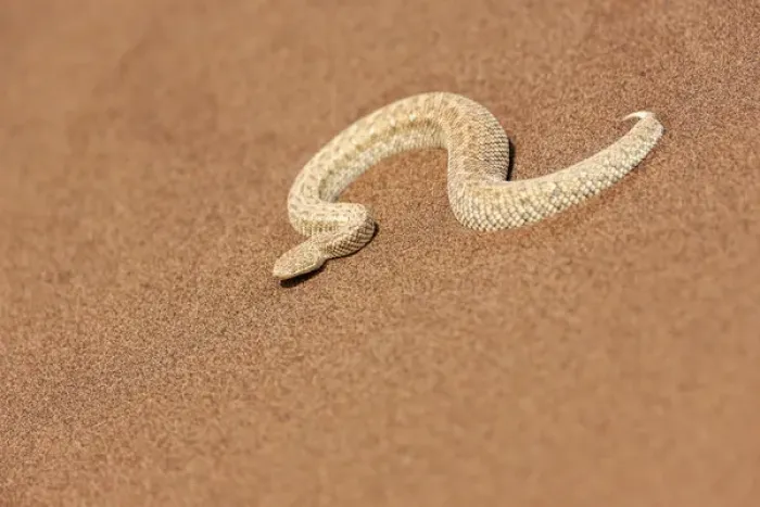 Framed Print : Africa, Namibia, Swakopmund, Peringueys Desert Adder, Bitis peringuey Framed Print : Africa, Namibia, Swakopmund, Peringueys Desert Adder, Bitis peringuey
