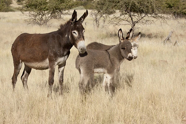 Africa, Namibia, Torras Conservancy. Adult and young donkeys in dry grass. Credit as