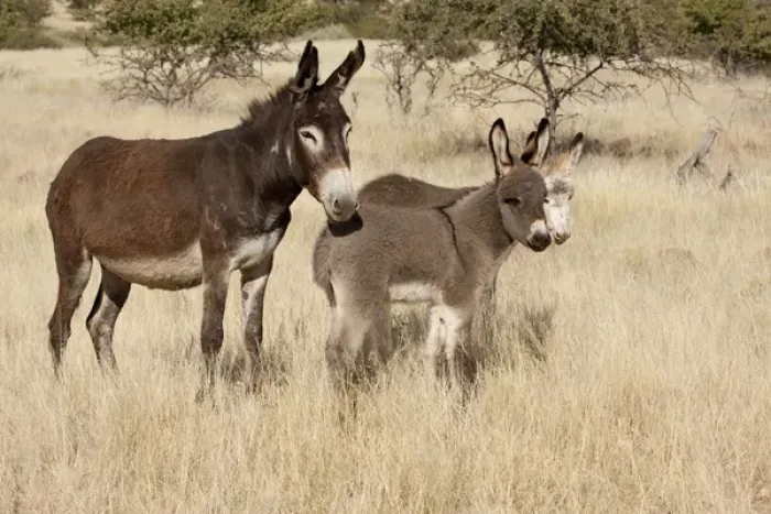 Framed Print : Africa, Namibia, Torras Conservancy. Adult and young donkeys in dry grass. Credit as Framed Print : Africa, Namibia, Torras Conservancy. Adult and young donkeys in dry grass. Credit as