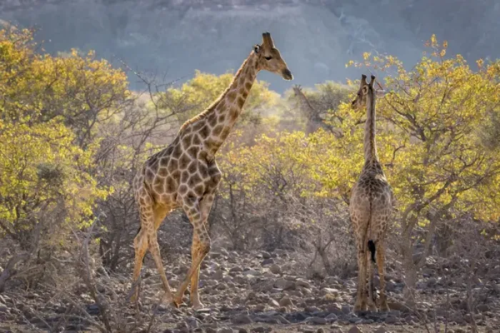 Framed Print : Africa, Namibia, Twyfelfontein. Three giraffes amidst acacia trees Framed Print : Africa, Namibia, Twyfelfontein. Three giraffes amidst acacia trees