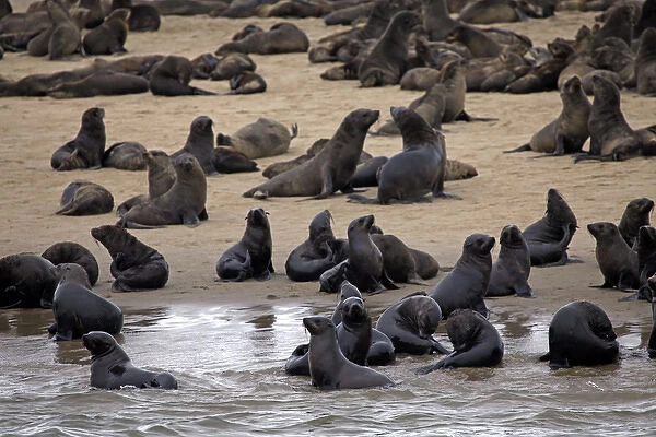 Africa, Namibia, Walvis Bay. Cape Fur Seal Colony of the Skeleton Coast
