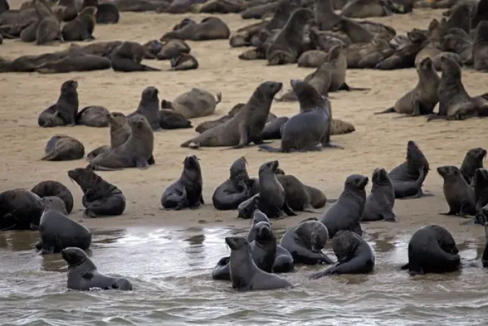 Framed Print : Africa, Namibia, Walvis Bay. Cape Fur Seal Colony of the Skeleton Coast