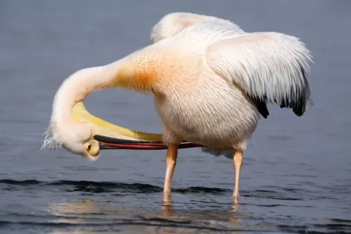 Framed Print : Africa, Namibia, Walvis Bay. Great (Eastern) White Pelican preening Framed Print : Africa, Namibia, Walvis Bay. Great (Eastern) White Pelican preening