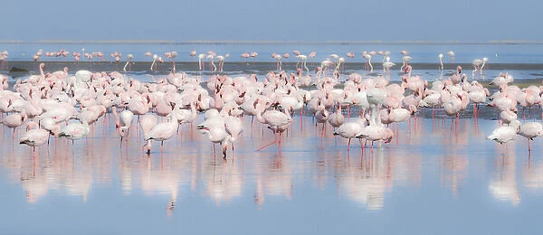 Africa, Namibia, Walvis Bay. Group of greater flamingos