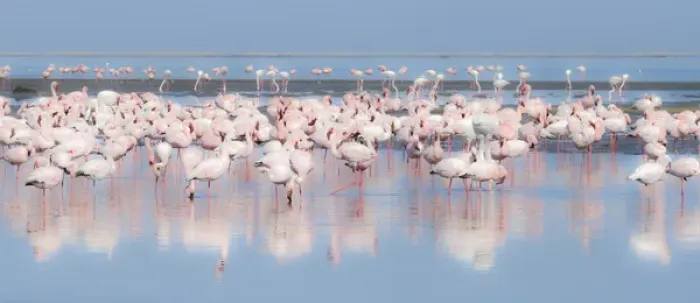 Framed Print : Africa, Namibia, Walvis Bay. Group of greater flamingos Framed Print : Africa, Namibia, Walvis Bay. Group of greater flamingos