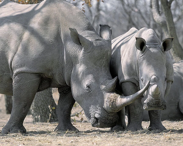 Africa, Namibia. White rhino mother and calf
