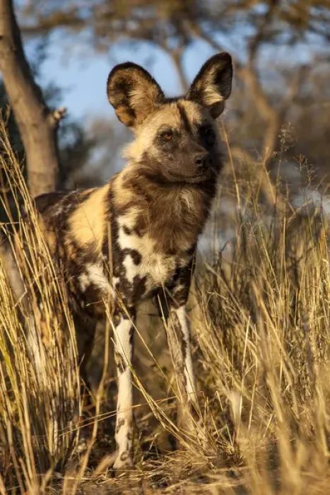 Framed Print : Africa, Namibia. Wild dog close-up. Credit as: Jim Zuckerman  /  Jaynes Gallery  /  DanitaDelimont