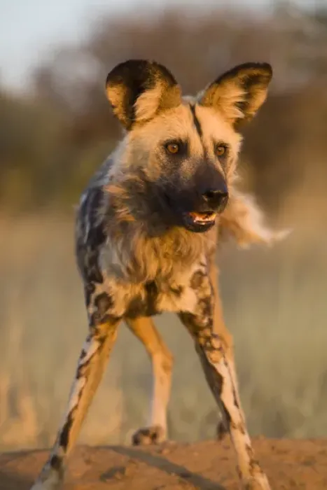 Framed Print : Africa, Namibia. Wild dog close-up. Credit as: Jim Zuckerman  /  Jaynes Gallery  /  DanitaDelimont
