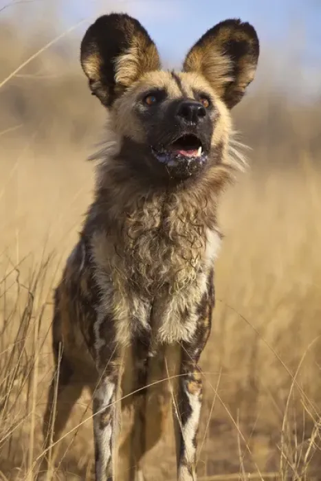 Framed Print : Africa, Namibia. Wild dog close-up. Credit as: Jim Zuckerman / Jaynes Gallery / DanitaDelimont Framed Print : Africa, Namibia. Wild dog close-up. Credit as: Jim Zuckerman / Jaynes Gallery / DanitaDelimont