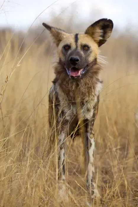 Framed Print : Africa, Namibia. Wild dog close-up. Credit as: Jim Zuckerman / Jaynes Gallery / DanitaDelimont Framed Print : Africa, Namibia. Wild dog close-up. Credit as: Jim Zuckerman / Jaynes Gallery / DanitaDelimont