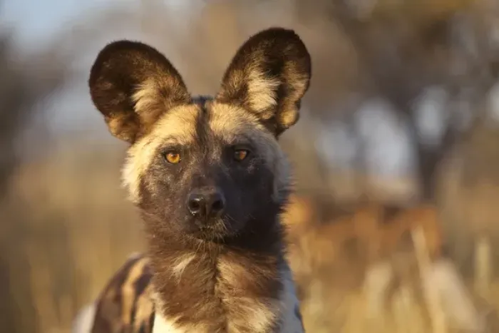 Framed Print : Africa, Namibia. Wild dog portrait. Credit as: Jim Zuckerman  /  Jaynes Gallery  /  DanitaDelimont