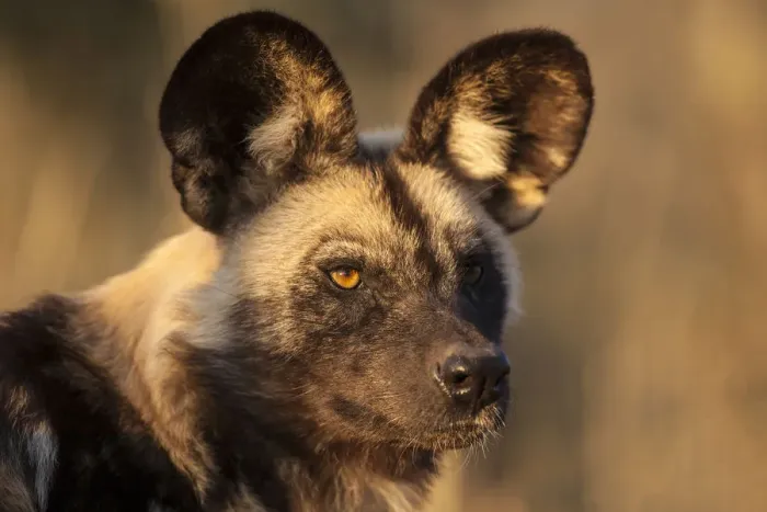 Framed Print : Africa, Namibia. Wild dog portrait. Credit as: Jim Zuckerman  /  Jaynes Gallery  /  DanitaDelimont