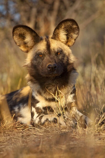 Africa, Namibia. Wild dog resting. Credit as: Jim Zuckerman  /  Jaynes Gallery  /  DanitaDelimont