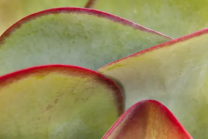 Framed Print : Africa, Namibia, Windhoek. Close-up of succulent leaves