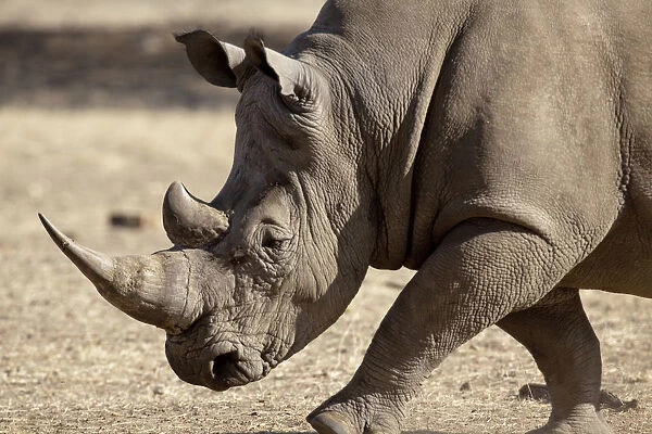 Africa, Namibia, Windhoek, Okapuka Ranch. Profile close-up of endangered white rhinoceros
