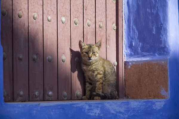 Africa, North Africa, Morocco, Chechaouen, Domestic Cat (Felis catus) kitten sitting