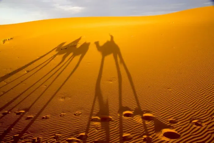 Framed Print : Africa, North Africa, Tafilalet, Erfoud, Merzouga, Erg Chebbi, late afternoon shadows of Dromedary Framed Print : Africa, North Africa, Tafilalet, Erfoud, Merzouga, Erg Chebbi, late afternoon shadows of Dromedary