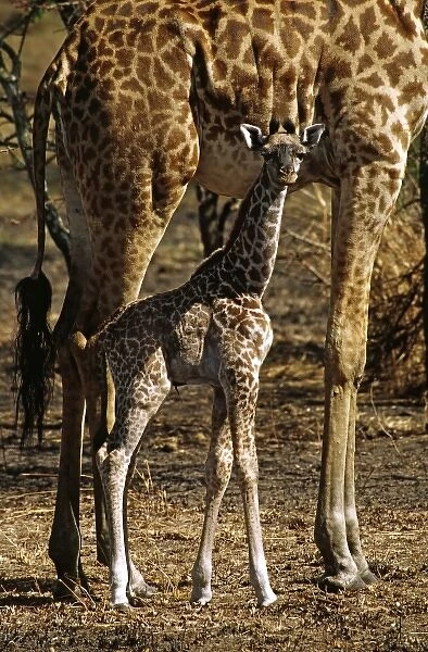 Africa. Rothschilds giraffe and baby (Giraffa camelopardalis rothschildi). Probably