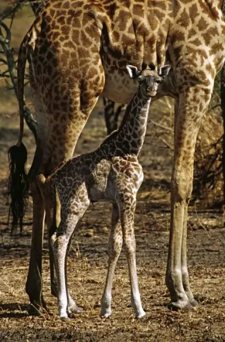 Framed Print : Africa. Rothschilds giraffe and baby (Giraffa camelopardalis rothschildi). Probably Framed Print : Africa. Rothschilds giraffe and baby (Giraffa camelopardalis rothschildi). Probably