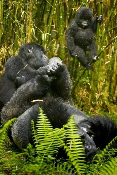 Africa. Rwanda. Agashiya, silverback and leader with female and juvenile Mountain Gorillas